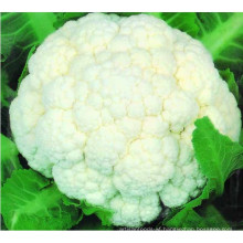 High Quality IQF Frozen Cauliflower Floret